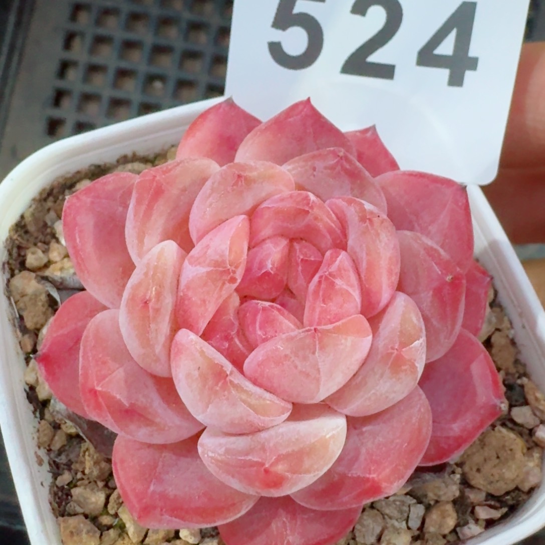 粉魄         精品多肉