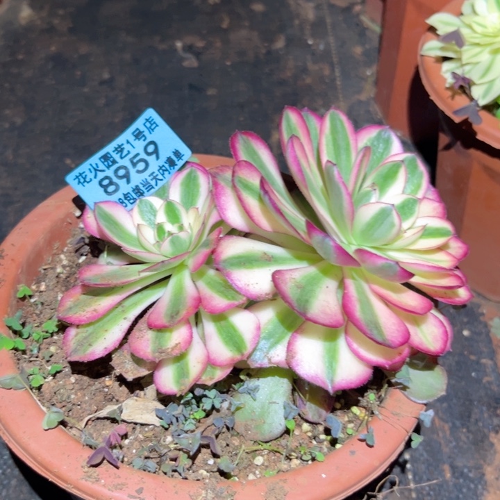 荔枝8959多肉植物