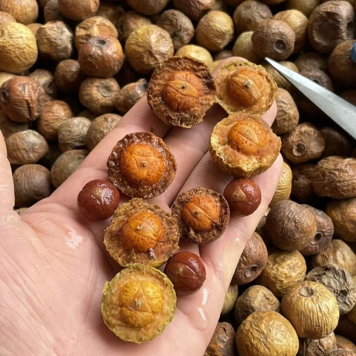 带皮散籽凤眼菩提干果原料手工解压DIV文玩【200克重】去皮有差异