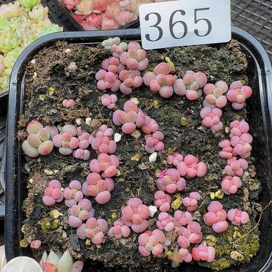 多肉植物多肉植物365