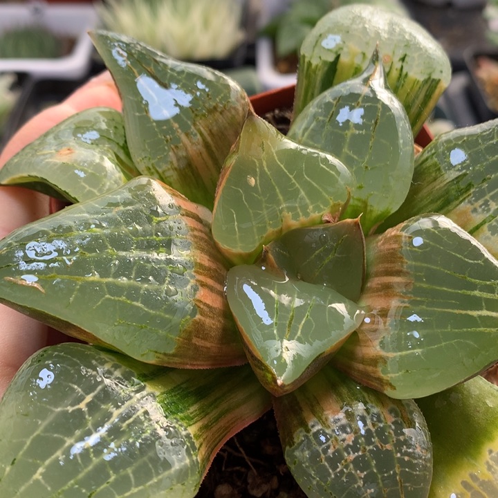 阿寒湖寿锦带盆土发货