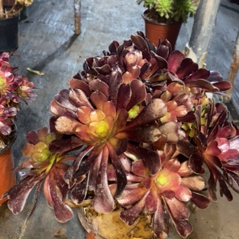 欧紫多肉植物041