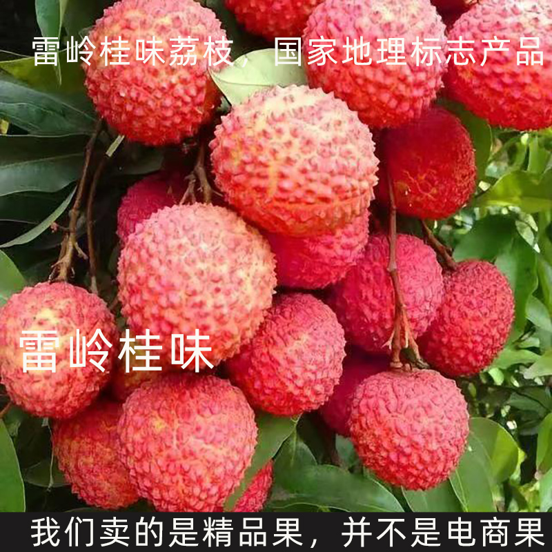 【京东/顺丰冷链】正宗桂味荔枝现摘直发爆甜多汁产地直发