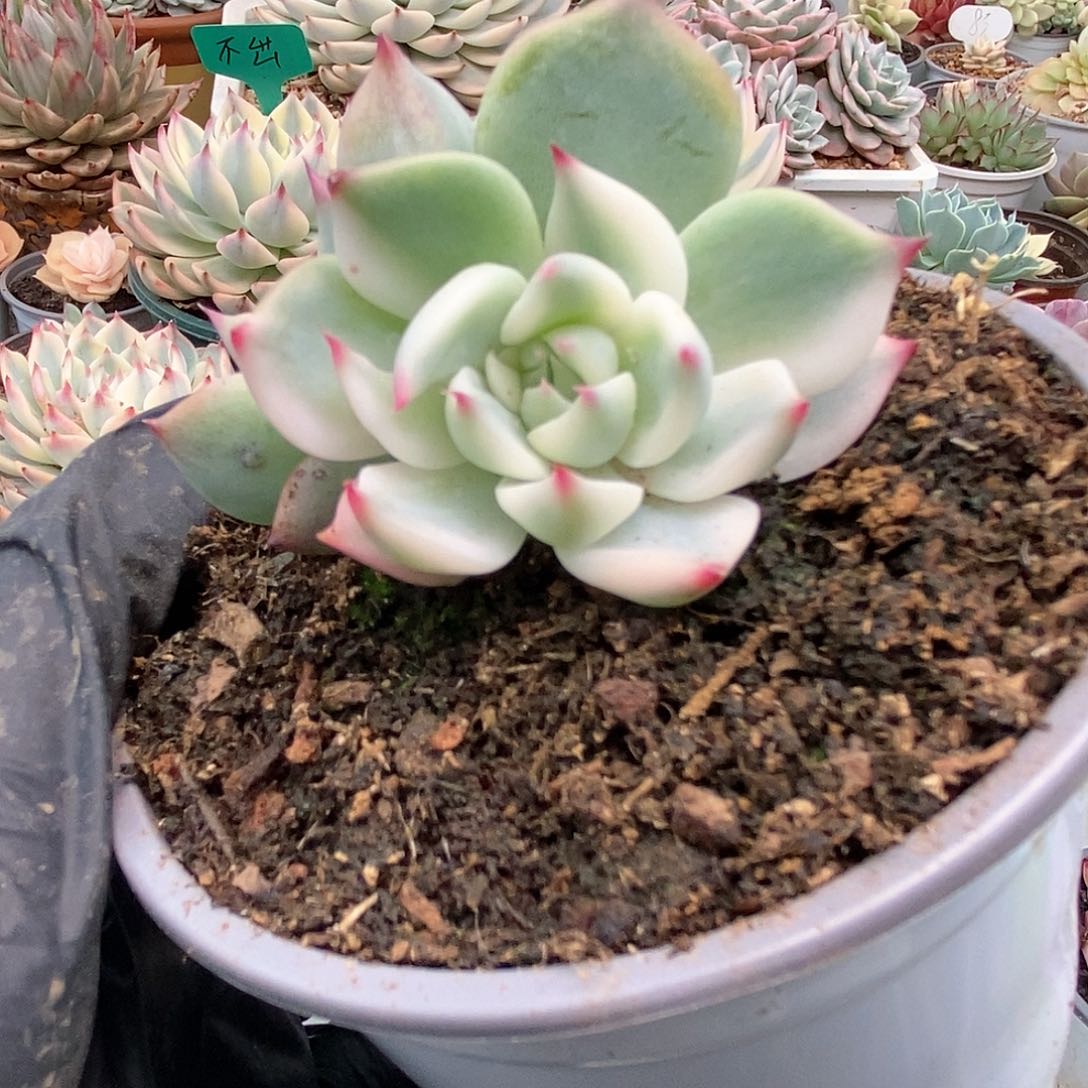 153锦锦锦锦锦锦锦锦