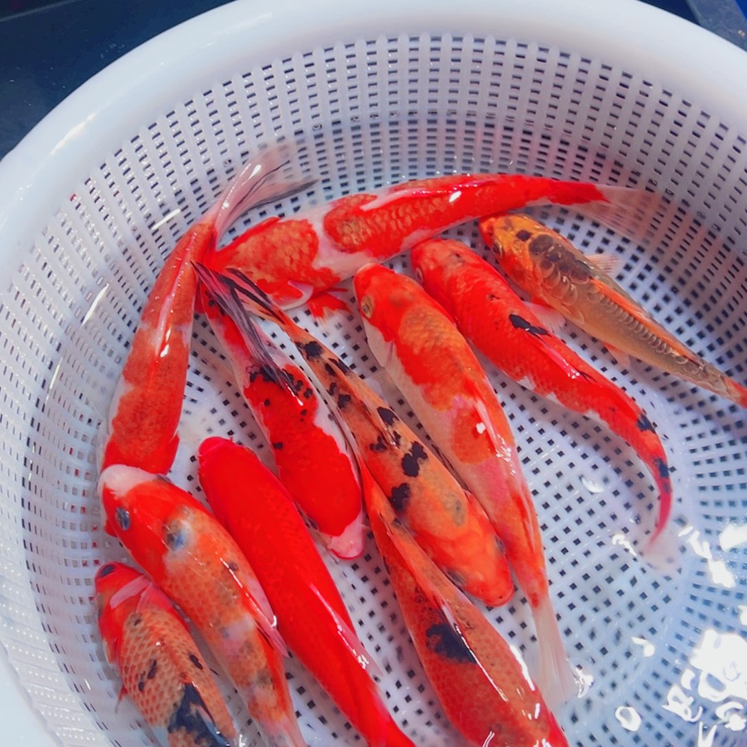 锦鲤锦鲤观赏鱼1111
