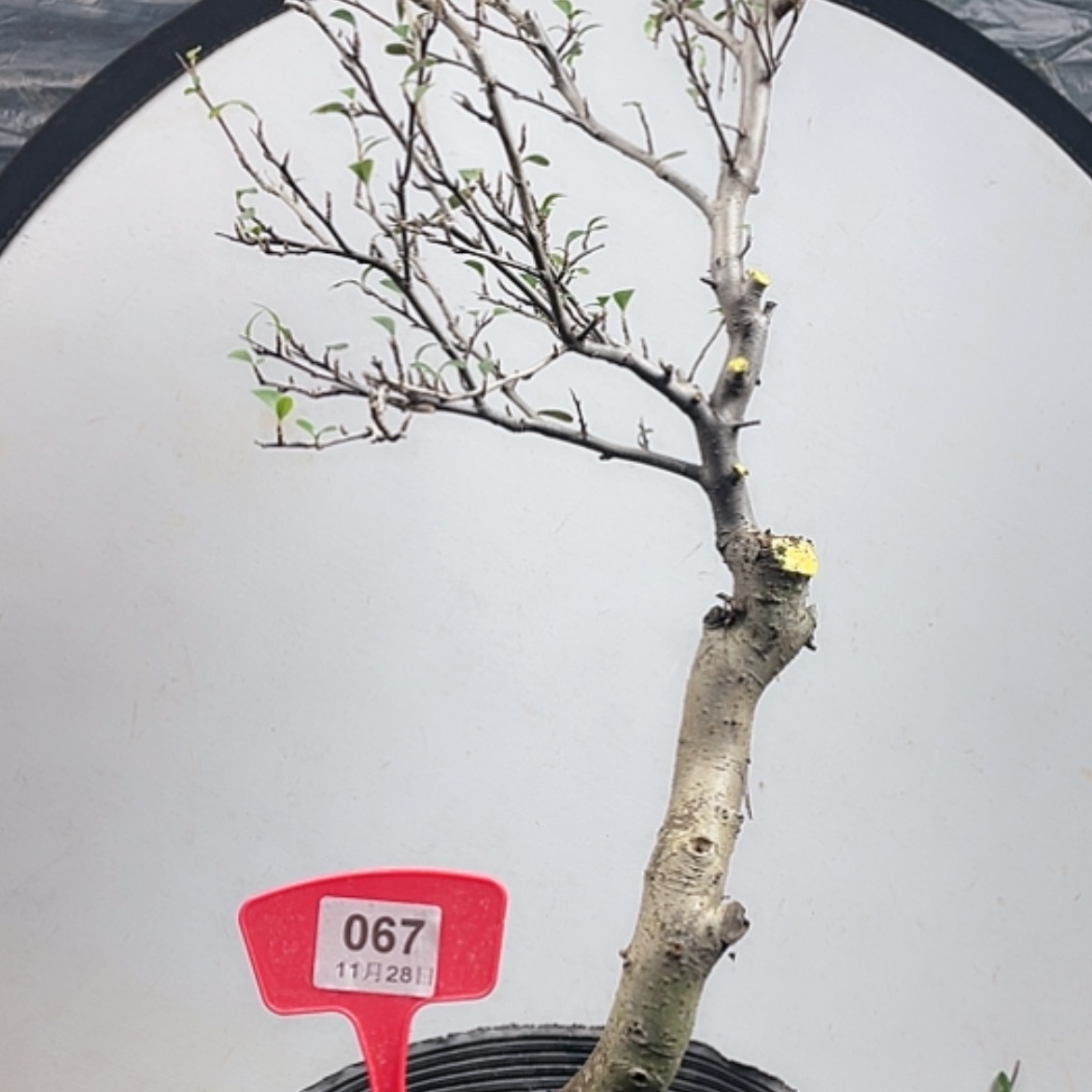 【闪购商品】无花朵067