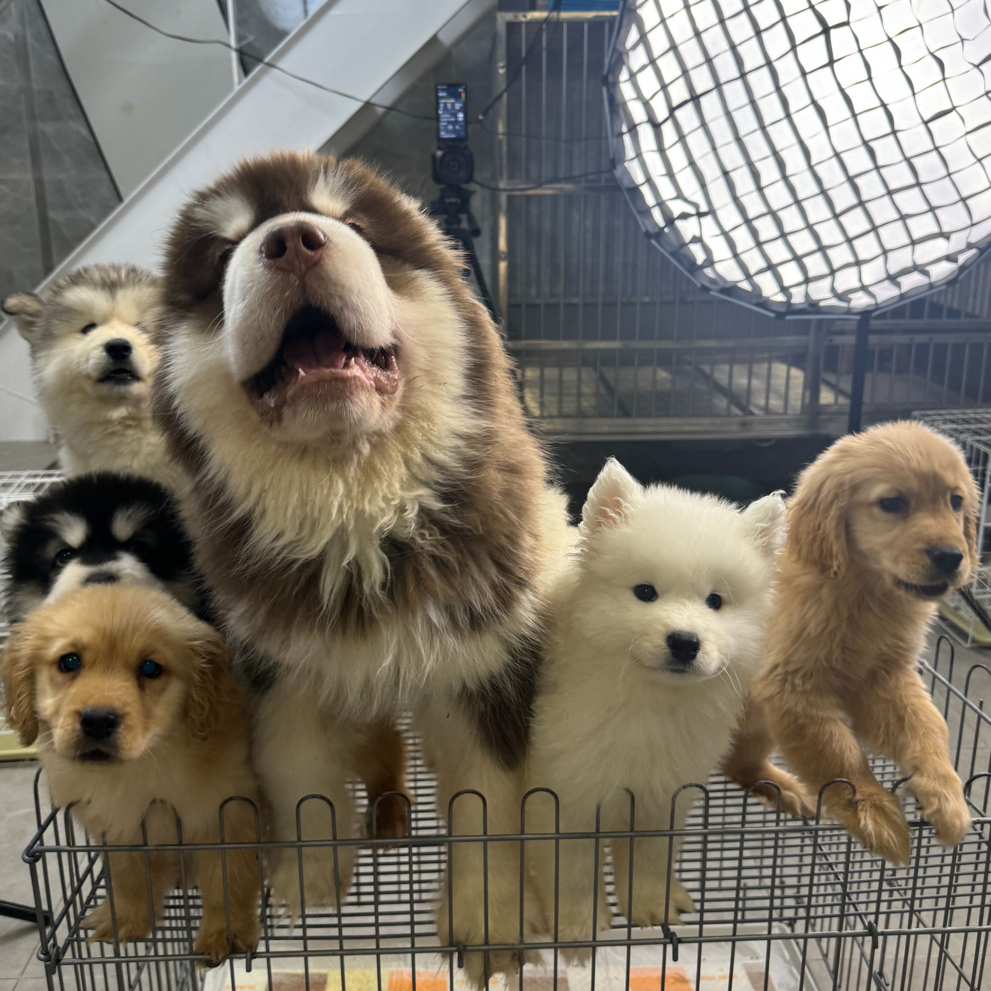 张开心宠物活体狗狗金毛小狗成交链接