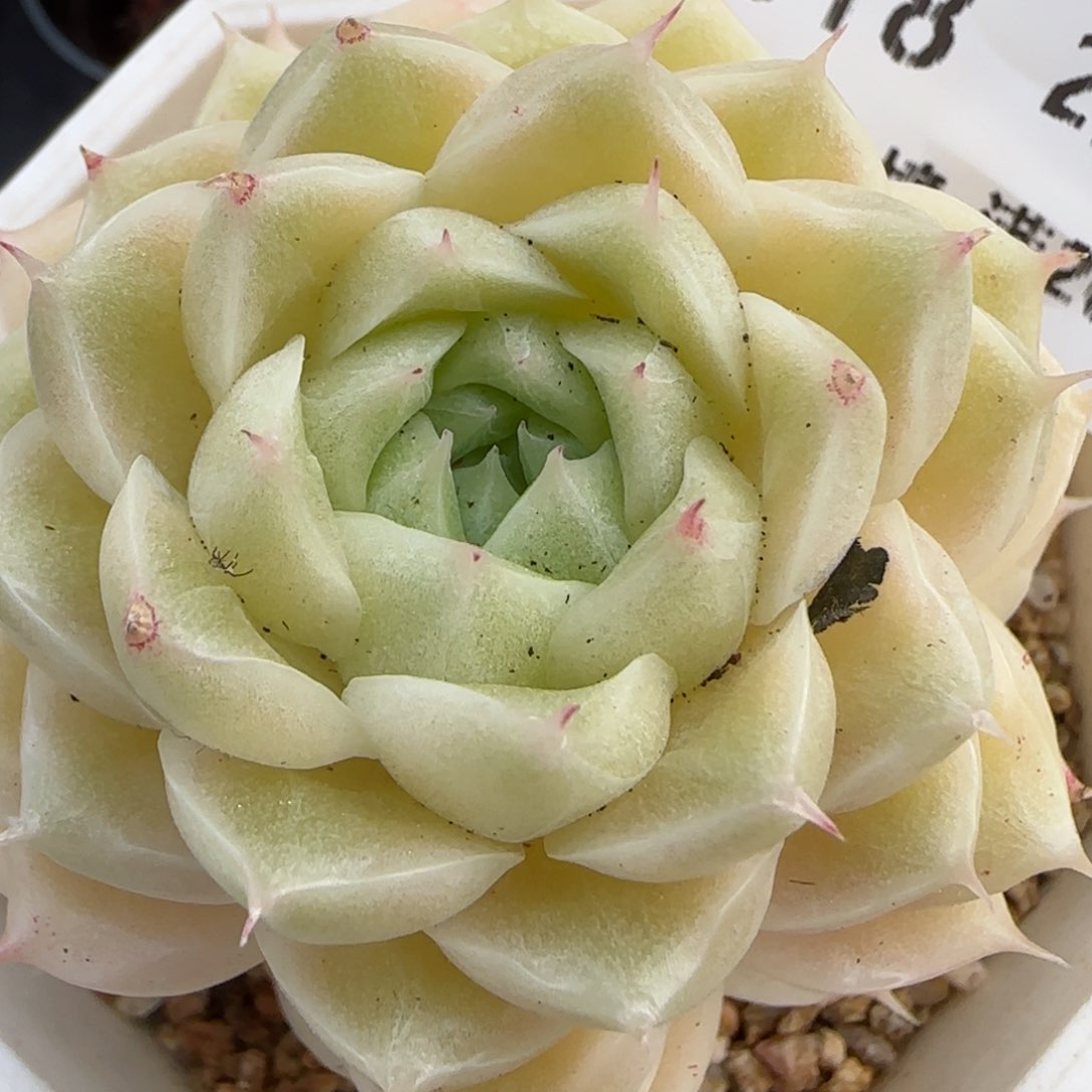 花语逸镜0208-518