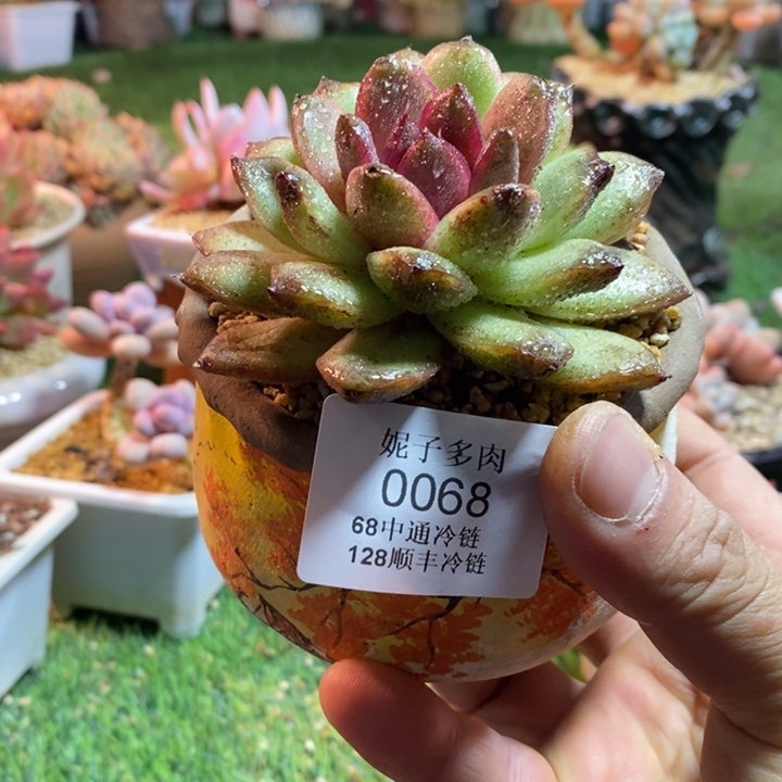 0068啊啊啊啊啊啊啊啊啊啊