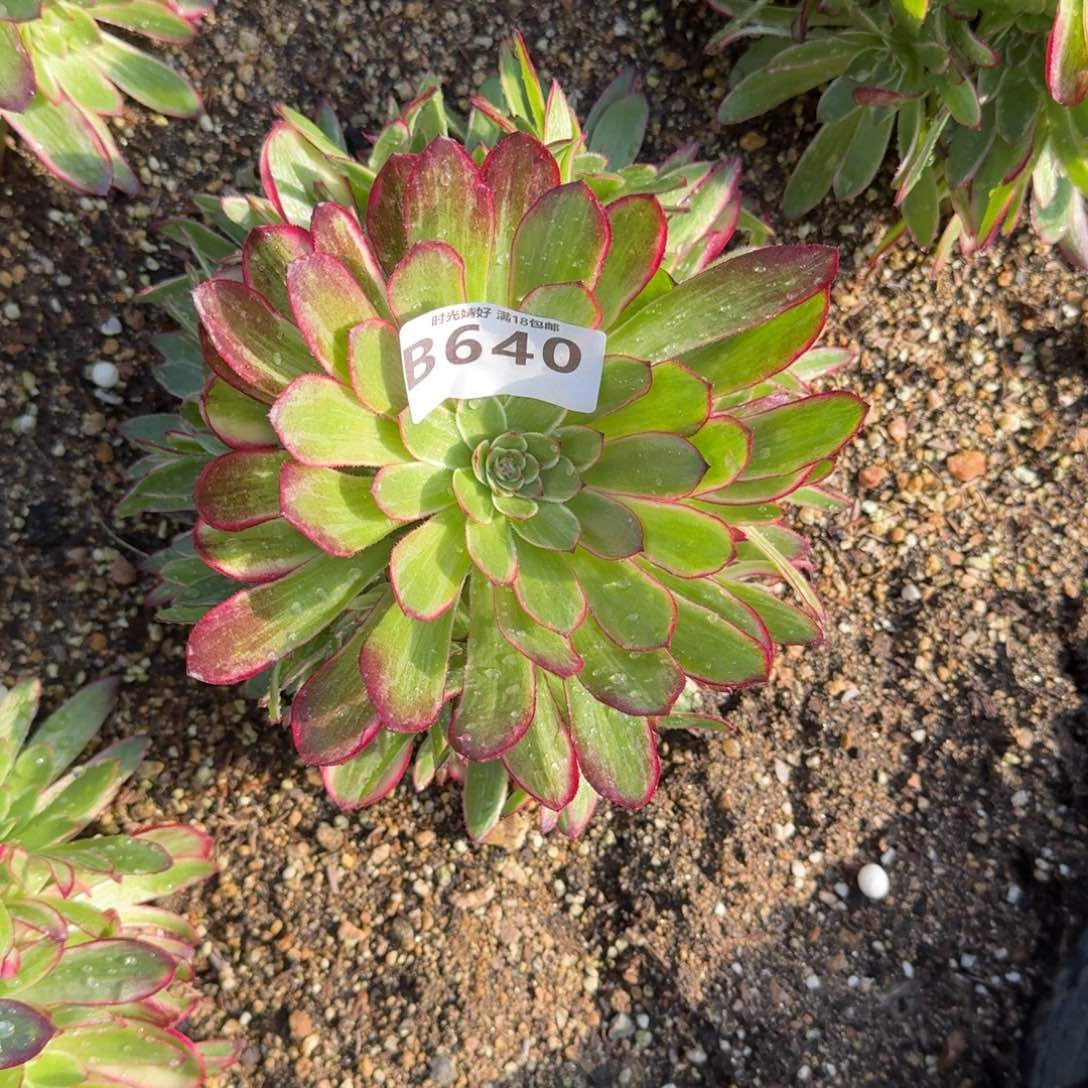 请****师637夕颜640瑶光多肉植物