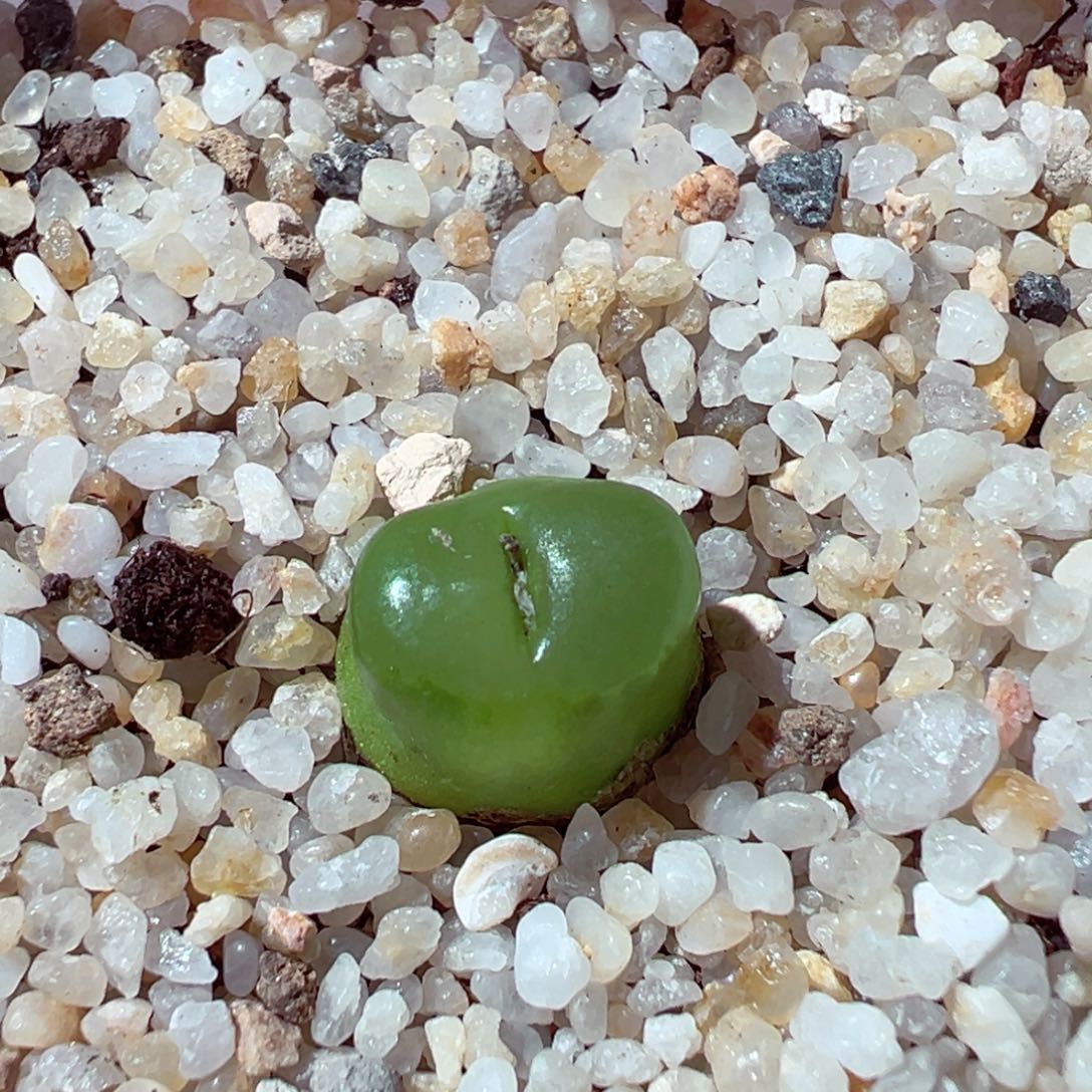 1210-413多肉多肉雪茄