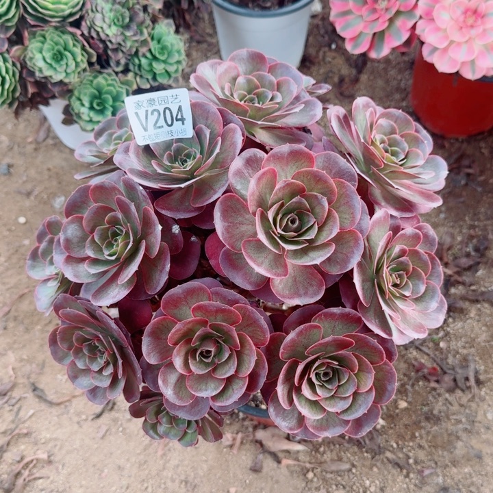 204美金官府30左右2