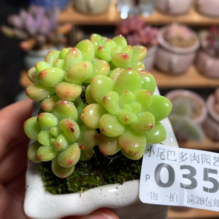 小尾巴多肉园艺5CM迷你拇指盆栽P035