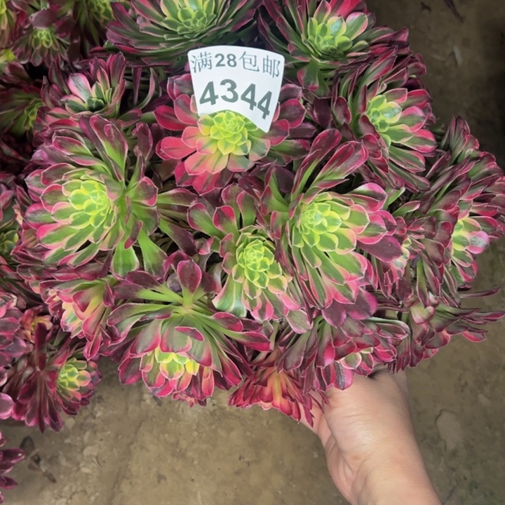4344南朝霞多肉植物