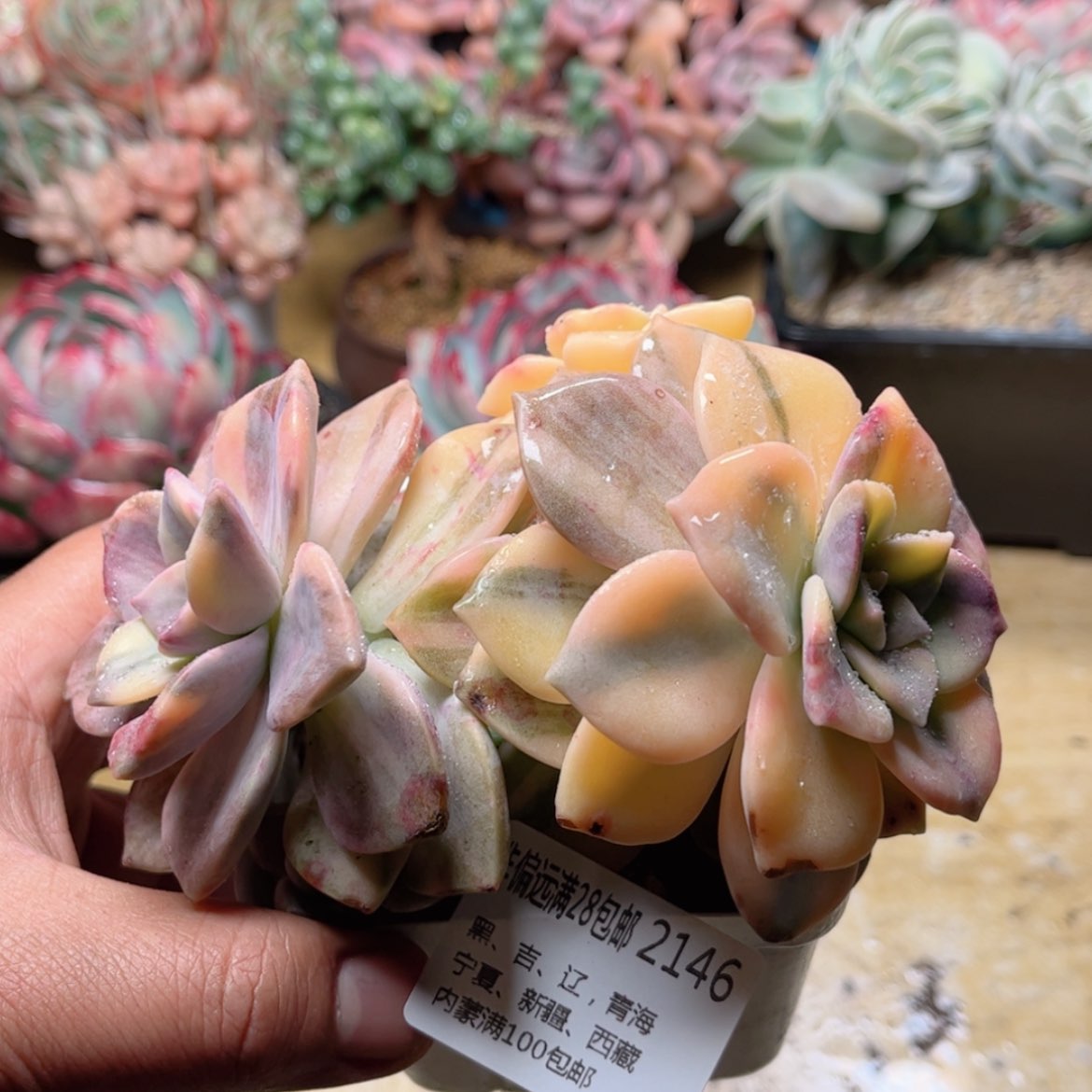 【闪购商品】2146紫乐锦