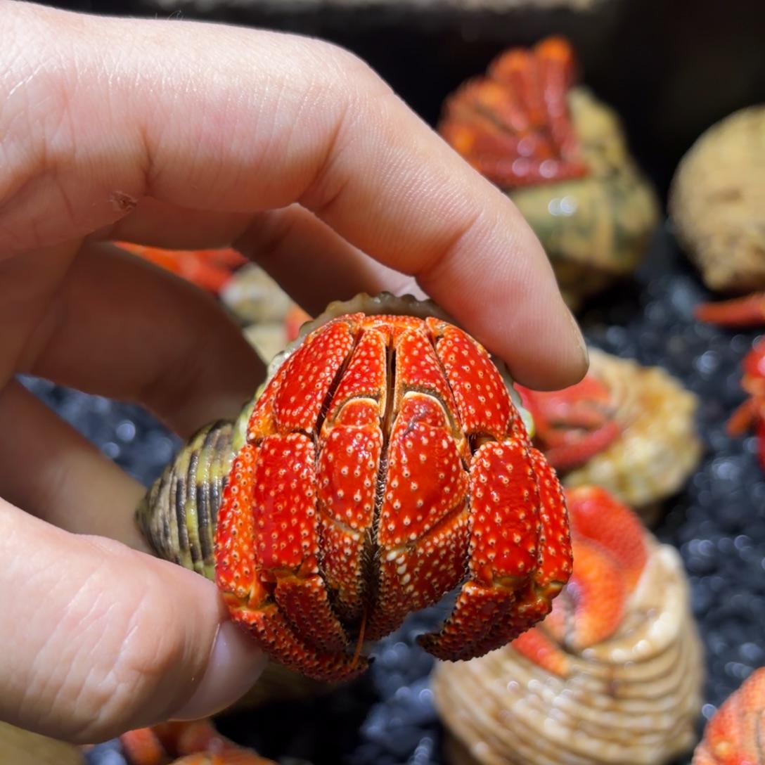 09 斐济草莓 3.8口