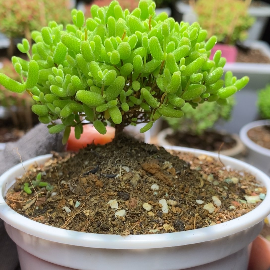 蜜桔糖球A934枝干番杏