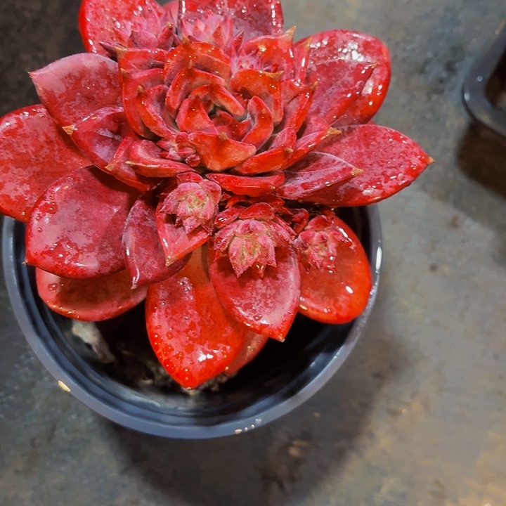 书***卷丽娟花卉红糖卡单头
