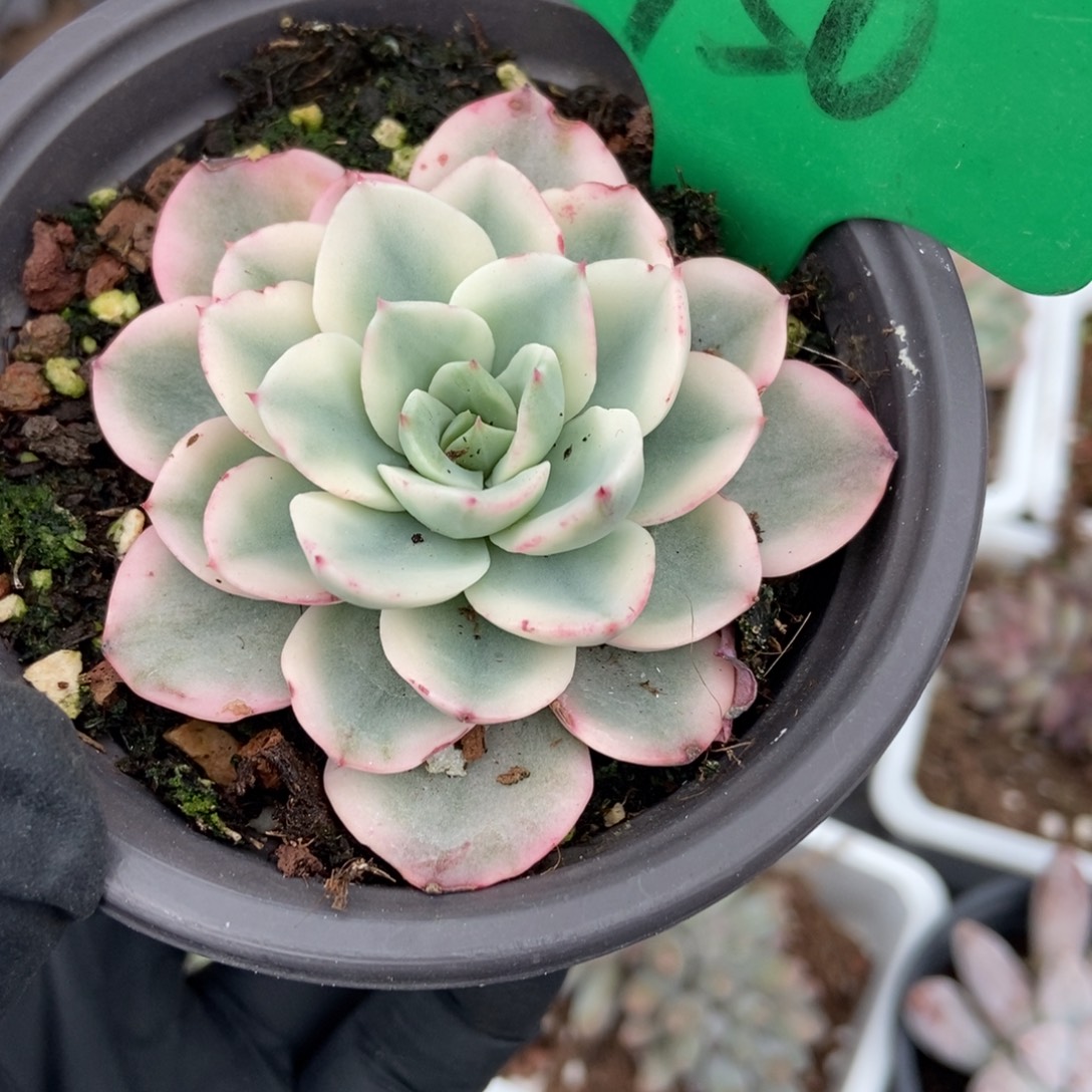 750奶油黄桃锦多肉