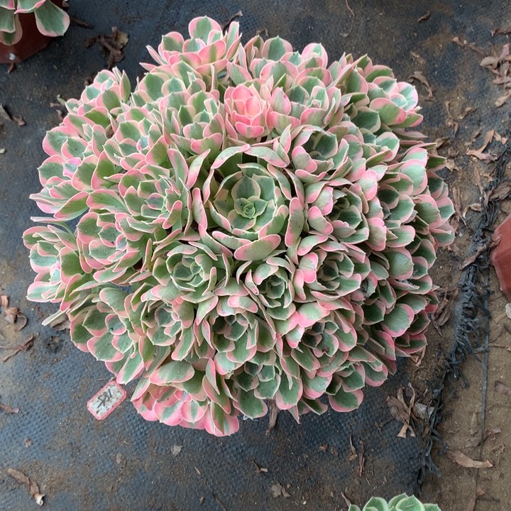 默***）不包损344号粉女郎手捧