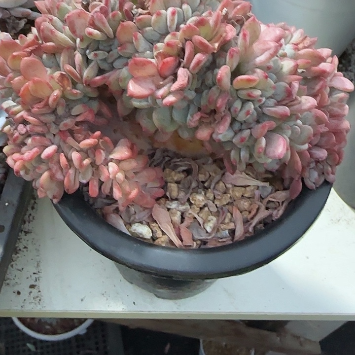 叹***者青蛙王子儿童牙膏11