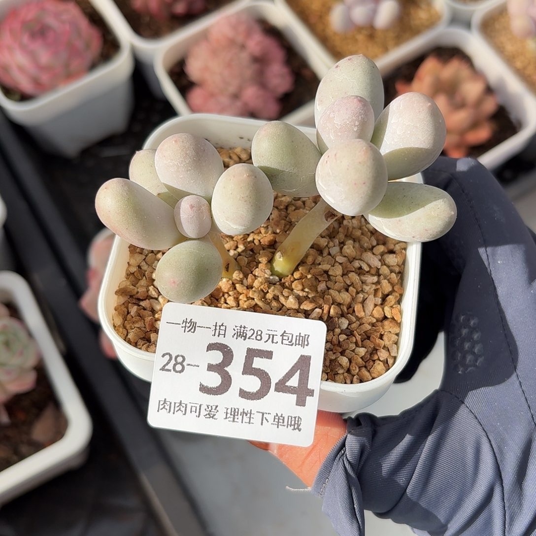 米可奶无盆土发无发