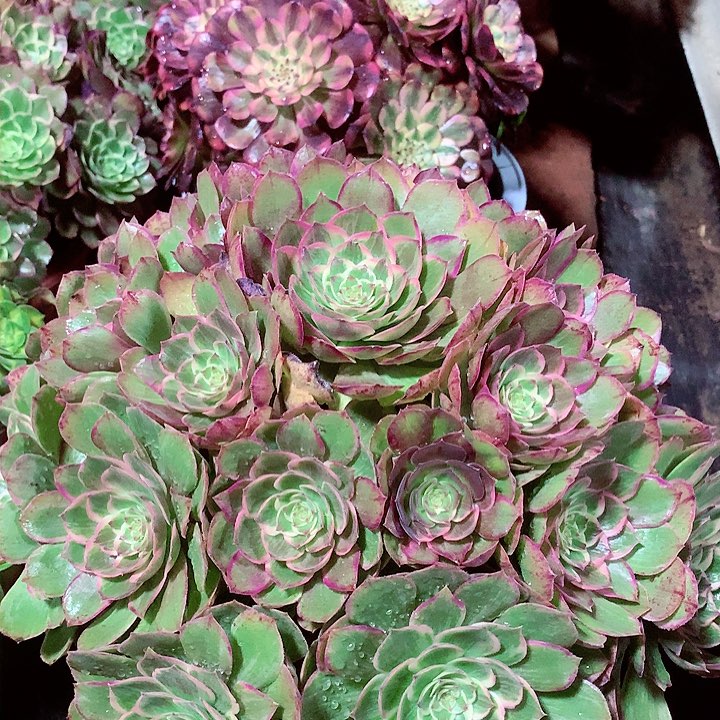 莲花座，多肉植物