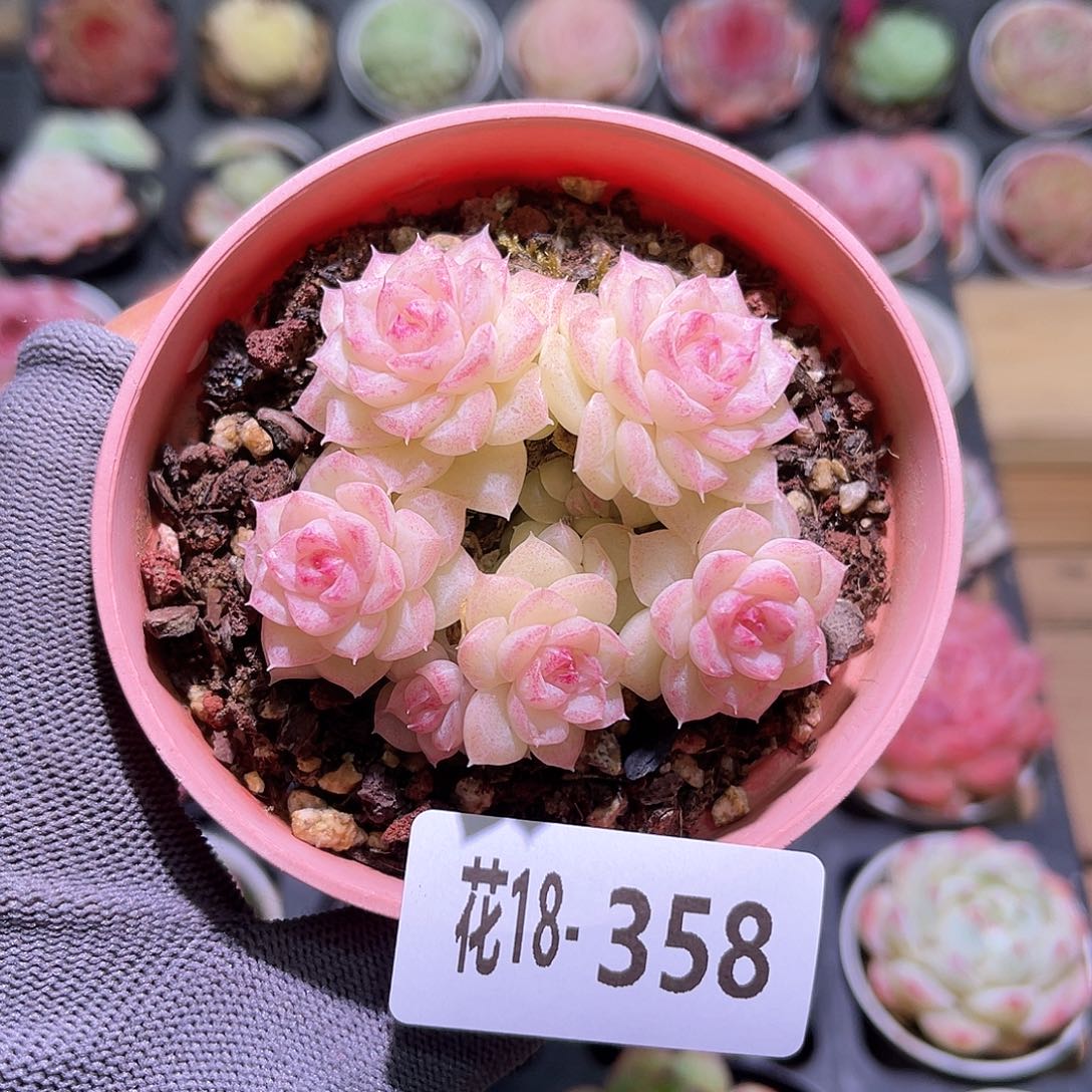 花18-358白天鹅群