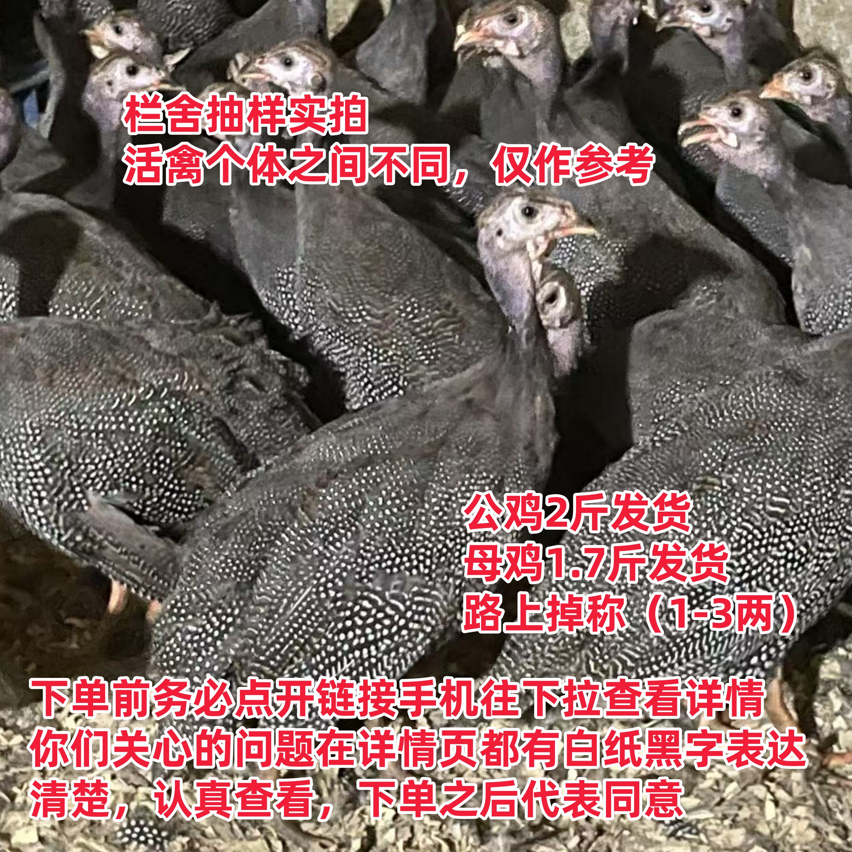 3只珍珠鸡（单只1.7斤到2斤发货）活的珍珠鸡到手1斤7起宠物长尾鸡