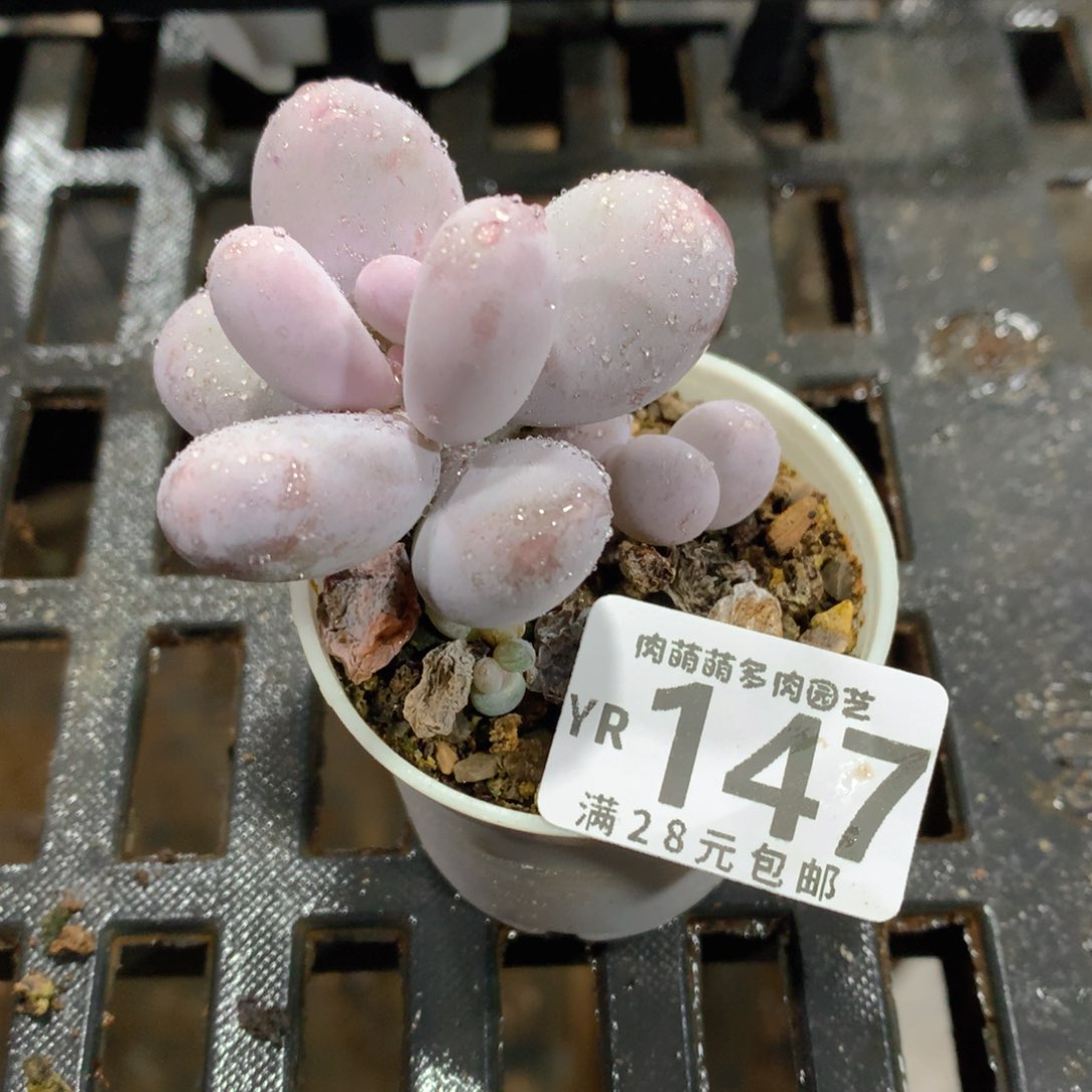 肉萌萌拇指盆精控多肉YR147