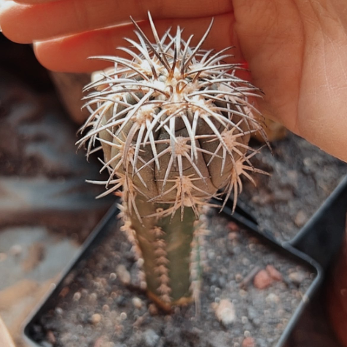 【闪购商品】925天平