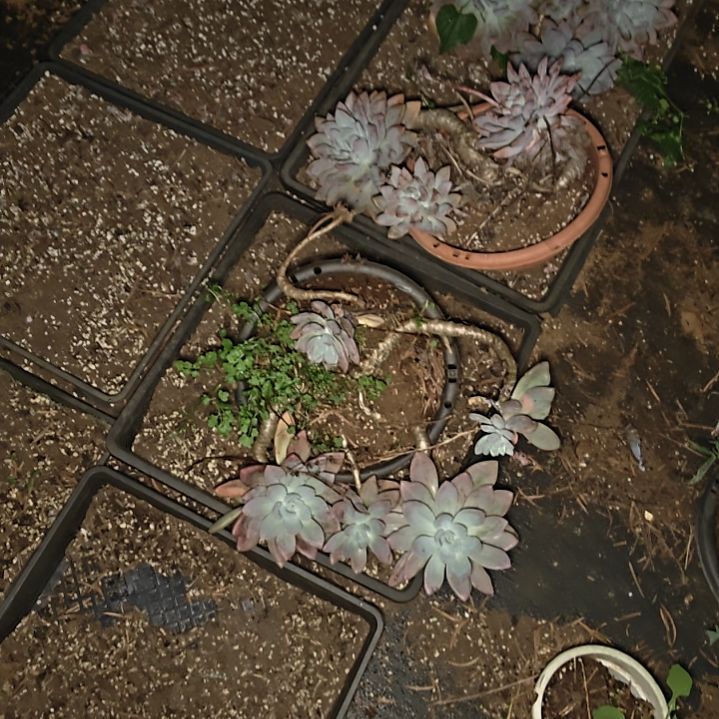 B***）多肉植物奥普玲娜