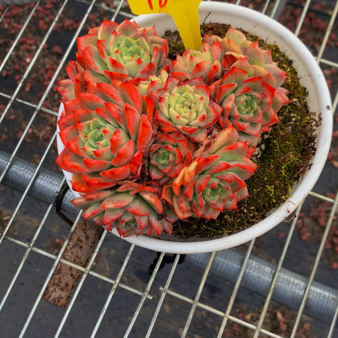 1860-6-15一物一拍