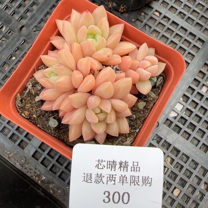 闪购精品多肉300号