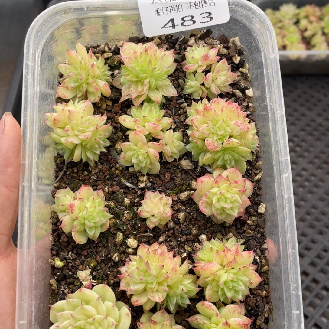 云糖心多肉植物483