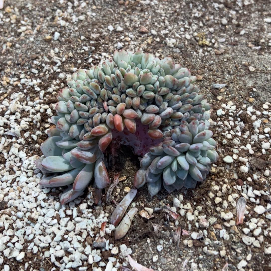 A4中间多肉大棚种植