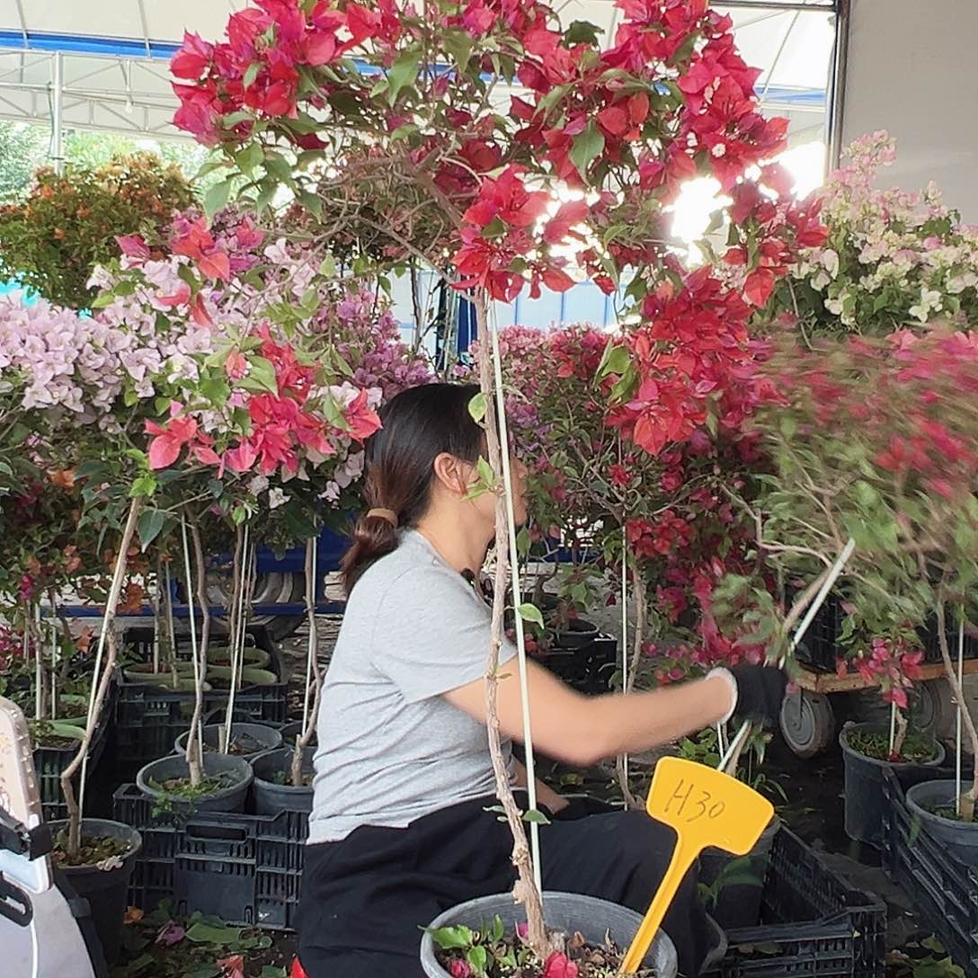 小***伊大部分花苞少量开放H30酒红桑巴