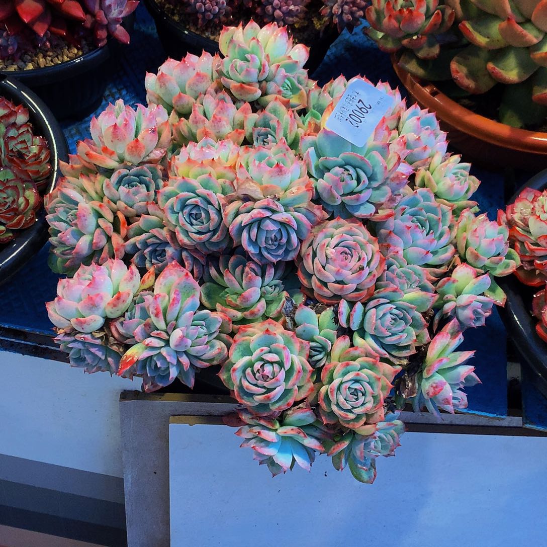 三***姐      侧影多肉29002