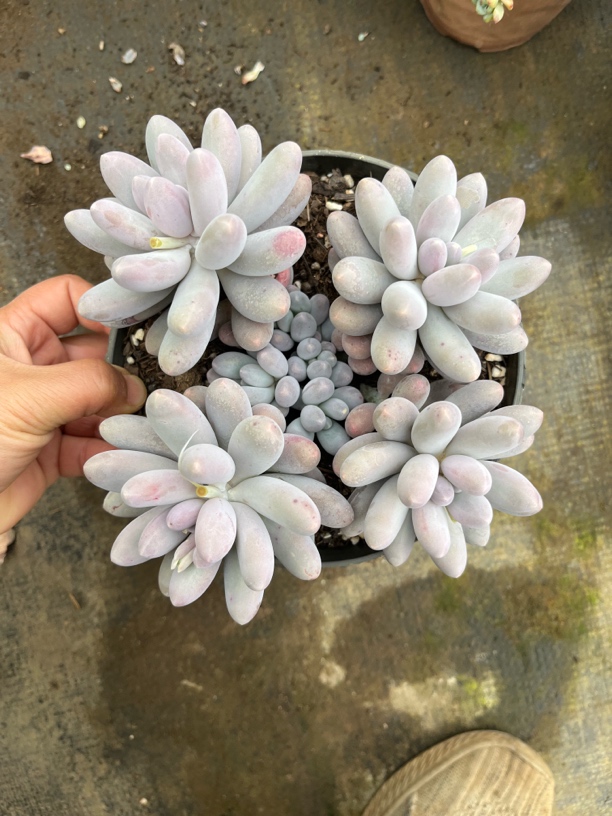 汤圆多肉植物，整桩无砍，