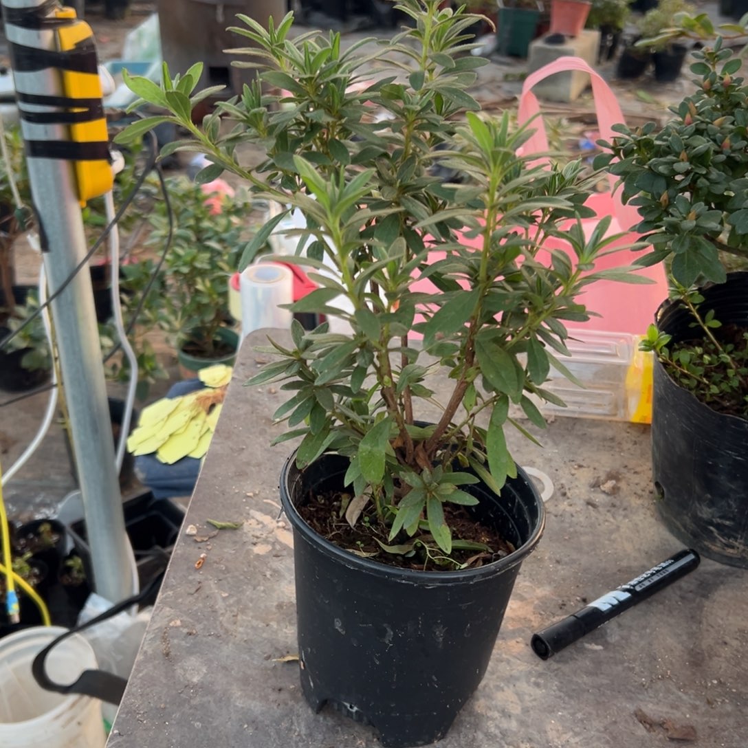 有***过完全开放岸牡丹杜鹃花