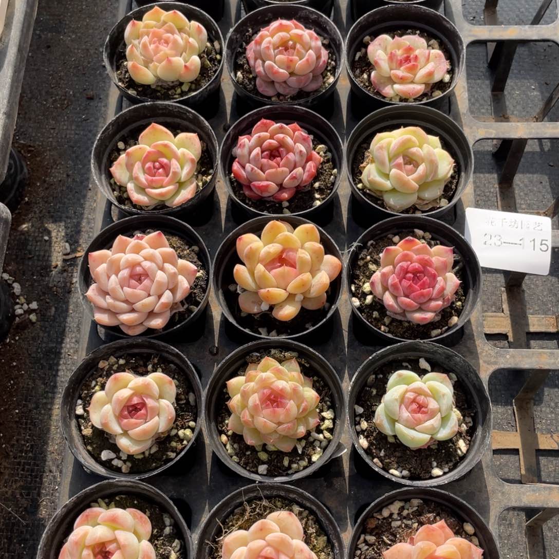 M****i一物一拍18颗23-115