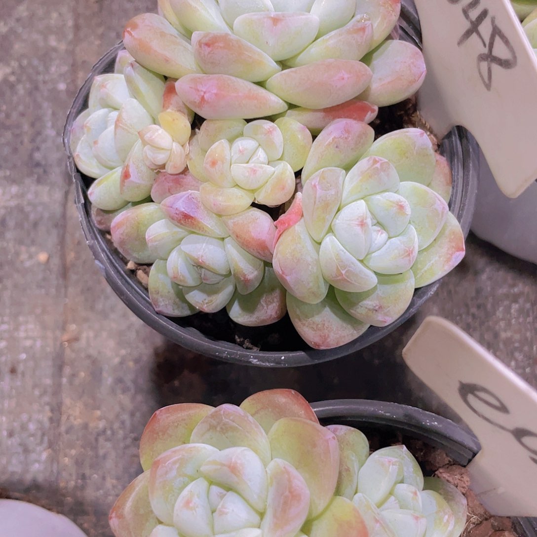 ?冰玉e048一物一拍