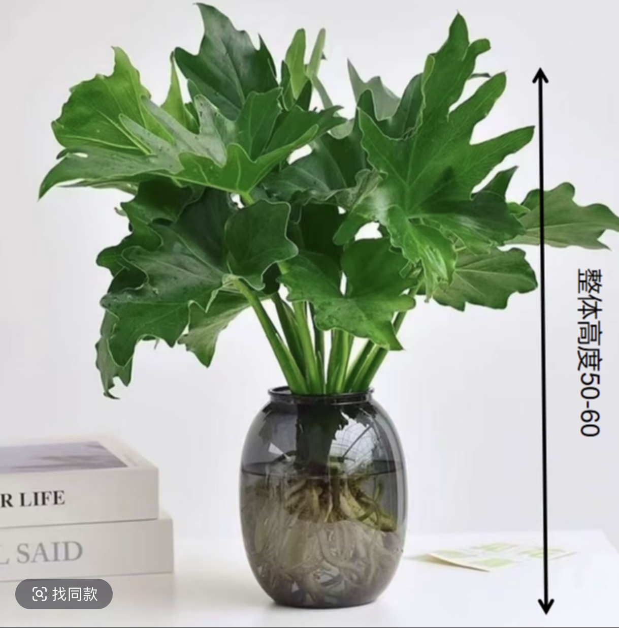 春羽绿植盆栽花卉植物室内易养活龟背竹无土纯羽水培植物室内好养