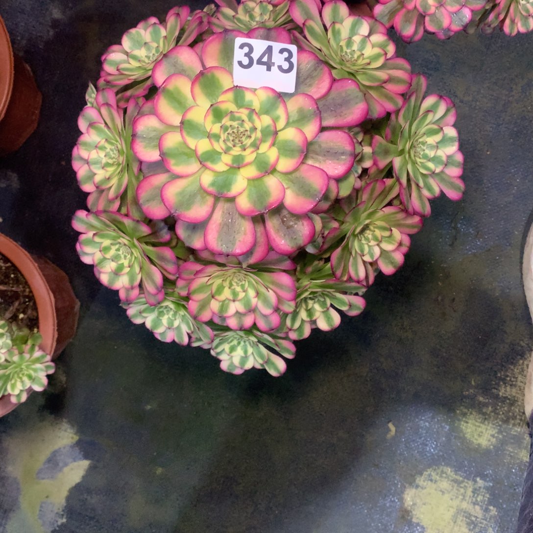 桦***林维纳斯343法师多肉植物3800000