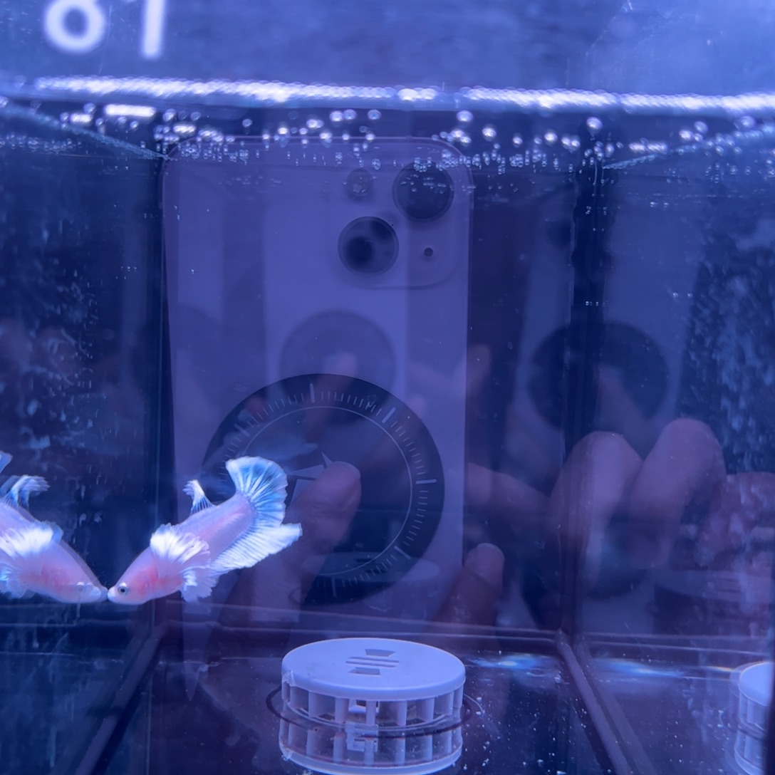 斗鱼泰国斗鱼81号25号