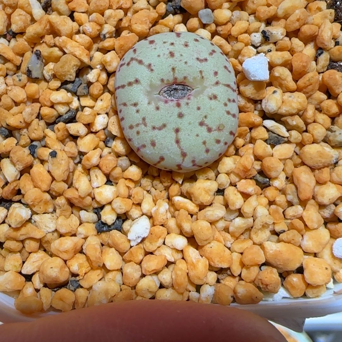 肉锥多肉植物百科-荷叶1328