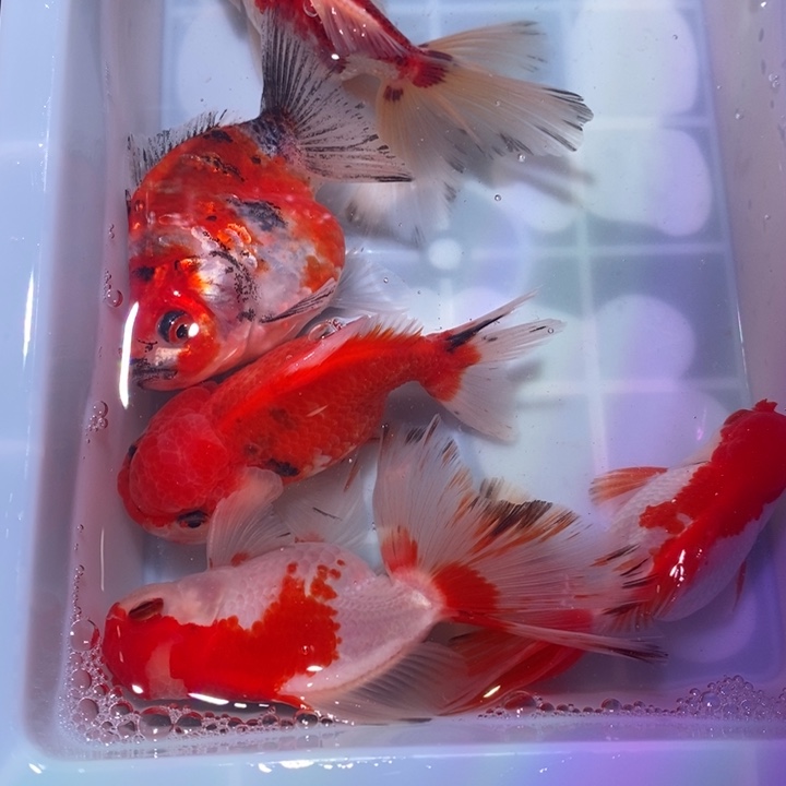 龙睛金鱼泰狮五尾