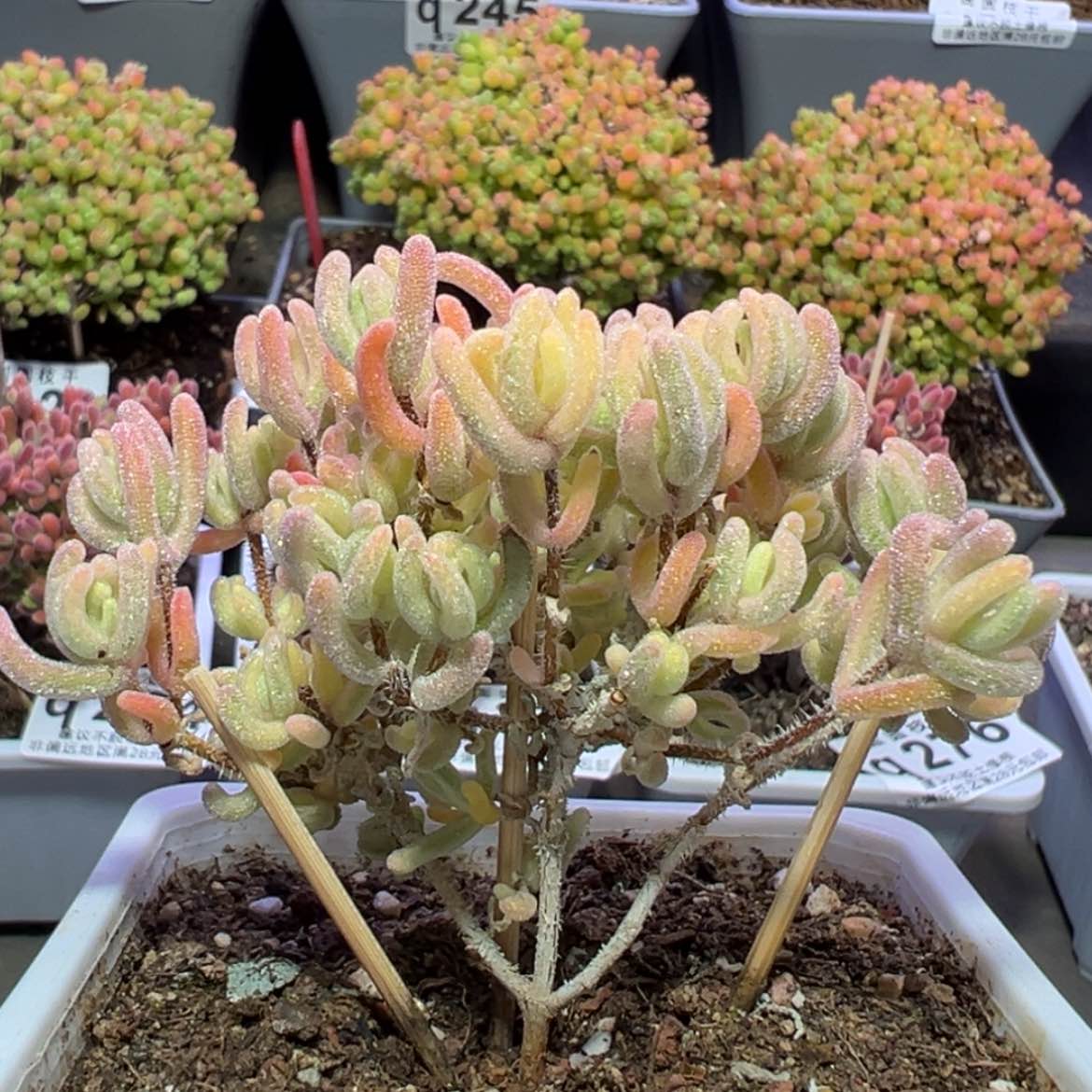 【闪购商品】q126直杆三叉橙叶锦冠幅7cm