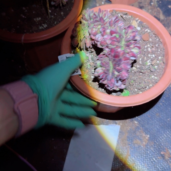 198抹茶缀化多肉植物满28包邮