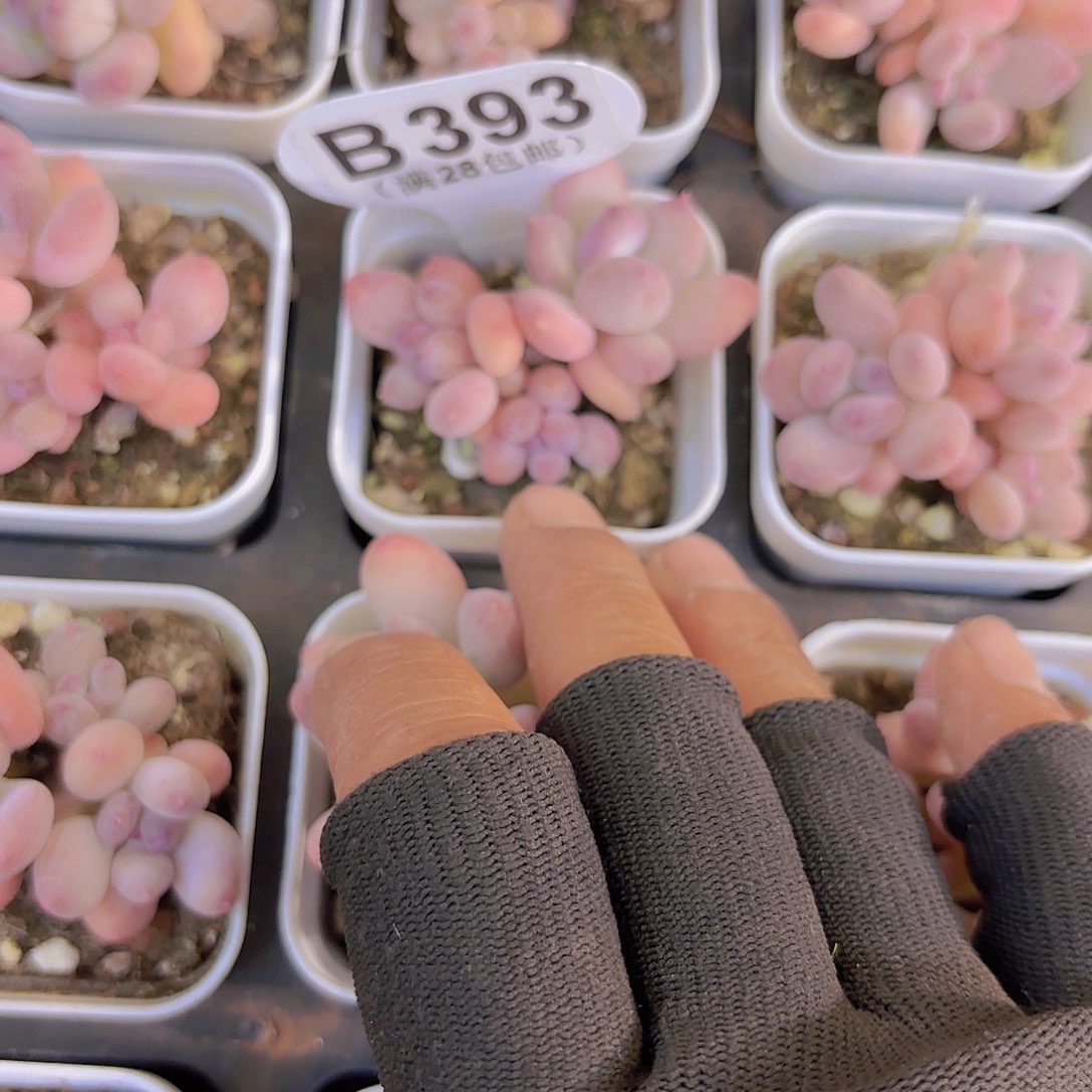 B393苹果奶一物一拍